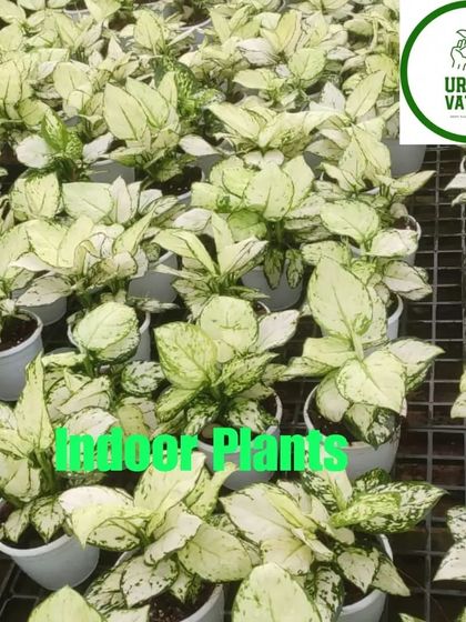 More Aglaonema 'First Diamond' in the nursery.