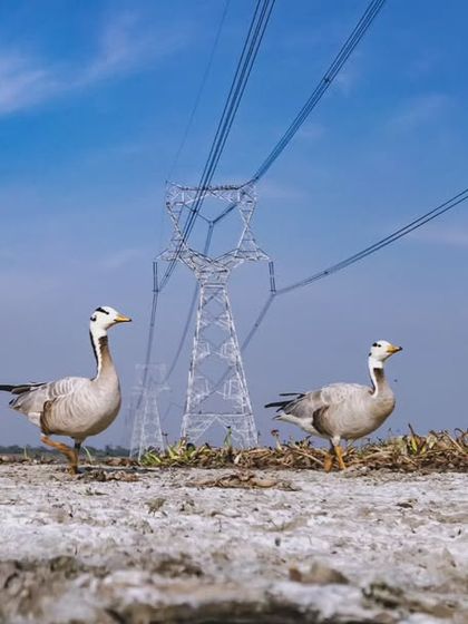 Bar-headed geese walk across the dry bed of Najafgarh Lake, with massive electricity pylons looming in the background, symbolizing the threat to their habitat.