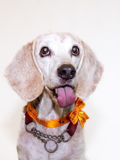 A classic headshot of Seenu, tongue out and happy. The clean white background makes his joyful expression the star of the show.