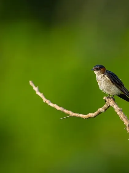 A series showing Red-rumped Swallows perched on a delicate branch. I've included both the raw and processed images to give insight into my editing process and how I enhance the natural beauty of the scene.