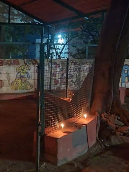 PetStepin - Pet-Friendly Events Quiet Zones for Noisy Festivals photo 16