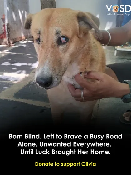 Born blind and left to brave a busy road alone. Olivia was unwanted everywhere until luck brought her home to VOSD. Donate to support her lifelong care in a safe environment.