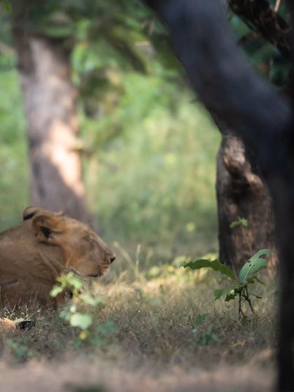 An Asiatic lioness rests peacefully in the dappled light of the forest, almost hidden from view. This shot shows the quiet, everyday life of these animals in their natural habitat.