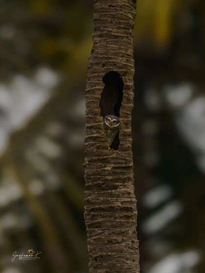 A duplicate of the owlet peeking from its nest, a cute and compelling shot.