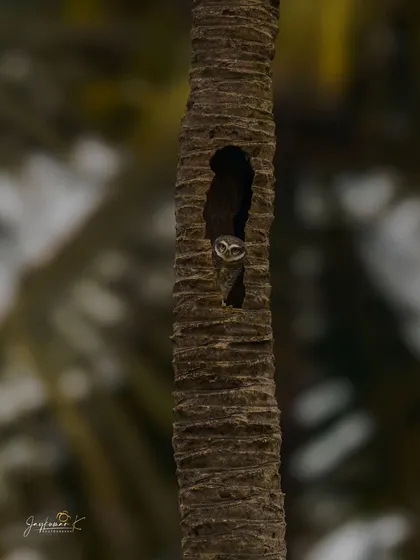 A duplicate of the owlet peeking from its nest, a cute and compelling shot.