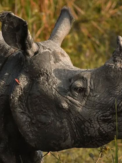 Mammals of the Indian Subcontinent photo 8