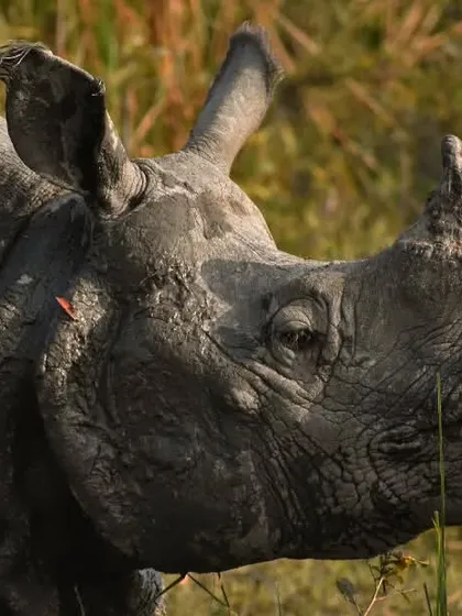 A close-up portrait of a Greater One-Horned Rhinoceros. The detail of its thick, folded skin and powerful horn showcases the unique features of this magnificent and vulnerable species.