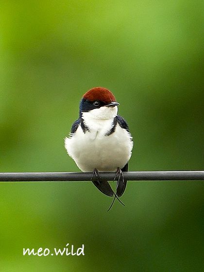 Another shot of the young swallow, this time with a slightly puffed-up chest. The soft green background makes this cute little bird the star of the show.