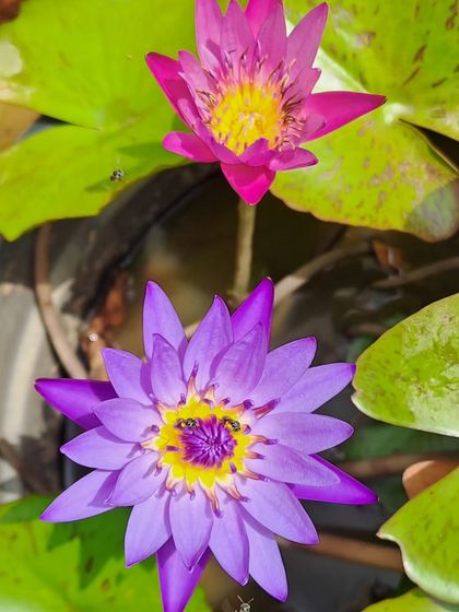 The simple pleasure of watching water lilies bloom on a rainy day. We have a variety of colors, including this stunning purple and magenta, to bring life to your water garden.