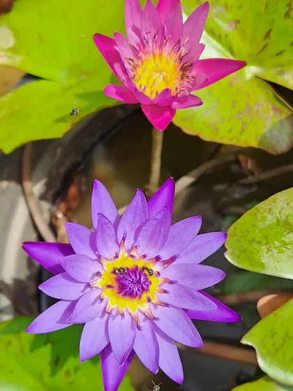 A duo of water lilies, one pink and one purple, being visited by bees. A perfect scene to enjoy with a hot cup of chai on a rainy Bangalore day.