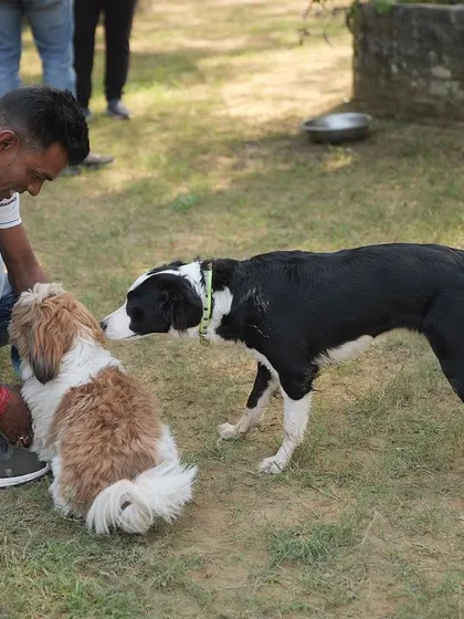 A guest interacting with two dogs during one of our social events. These gatherings are all about celebrating the bond between humans and their pets.