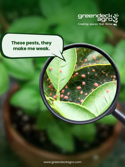 Pests like spider mites can quickly weaken a plant. Our team is trained to spot these infestations early and treat them effectively.