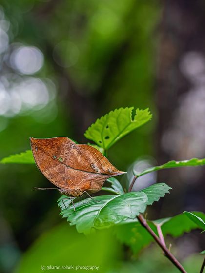 Another shot of the Sahyadri Blue Oakleaf, featured in an article about my conservation photography work.