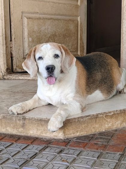 This senior Beagle is enjoying a quiet moment on the doorstep, watching the world go by.