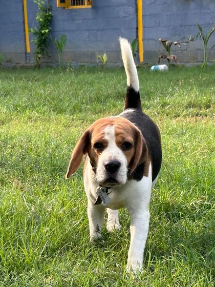 Paaku the Beagle on the move. Beagles are scent hounds and love to explore; our large, grassy areas provide the perfect environment for them to follow their noses.