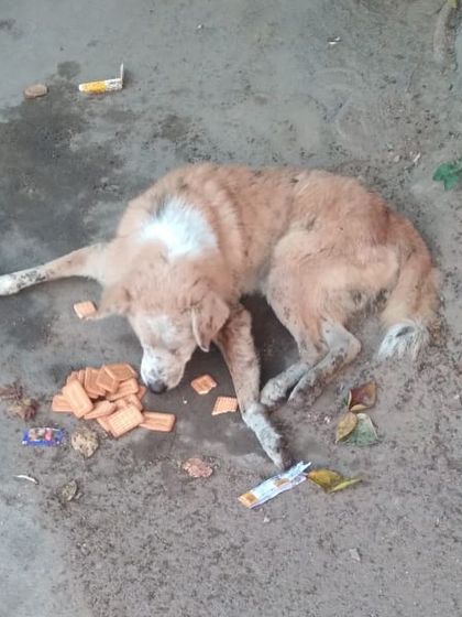 Another angle of the old dog we were trying to locate in Pushp Vihar. He is lying on the ground surrounded by biscuits someone left. Finding an injured dog in a large area without a precise location is a huge challenge.
