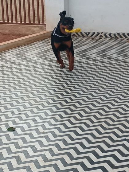 Star Pups - Pet Boarding & Daycare Additional Work & Moments photo 37