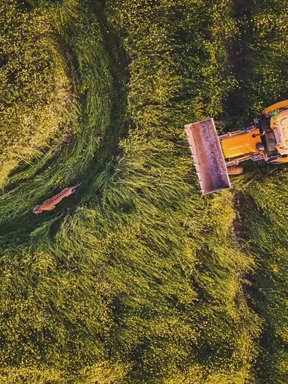 This drone shot captures a tiger, ST2303, taking refuge in a mustard field in Haryana. We were called to assist in the state's first-ever tiger rescue, a powerful story of conservation success and the tragic challenges of shrinking habitats.