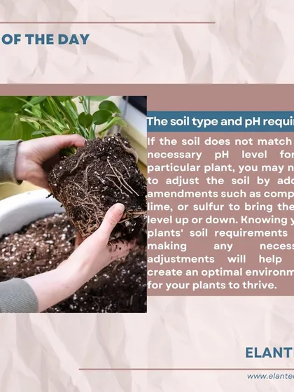 Tip of the day: Understanding your plant's soil and pH requirements is vital. I can help you test and amend your soil to create the optimal environment for your plants.