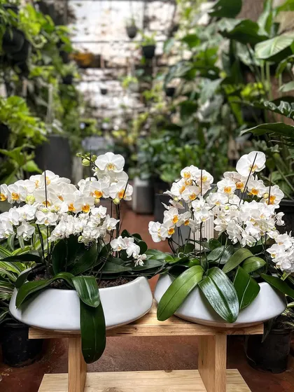 A pair of classic white orchid arrangements, ready to bring a touch of elegance to a client's home. Their graceful, arching stems and pristine flowers make them a timeless choice for any decor.
