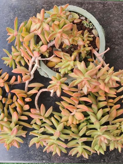 This trailing succulent, likely a type of Sedum, has developed beautiful peachy-orange stress colors from getting lots of sun. It's amazing how they change and adapt to their environment.