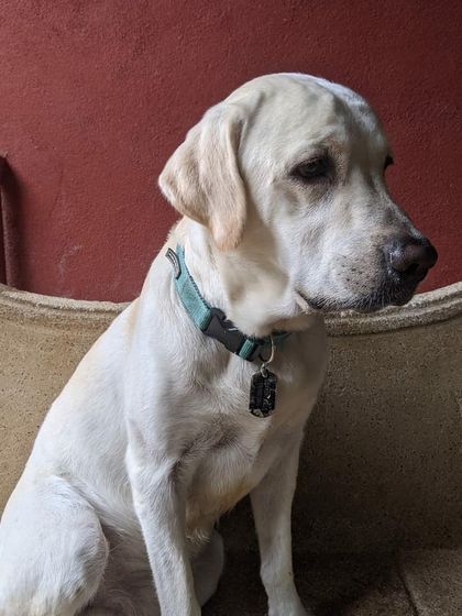 Petspace - Dog Boarding The Happy Faces Gallery photo 21