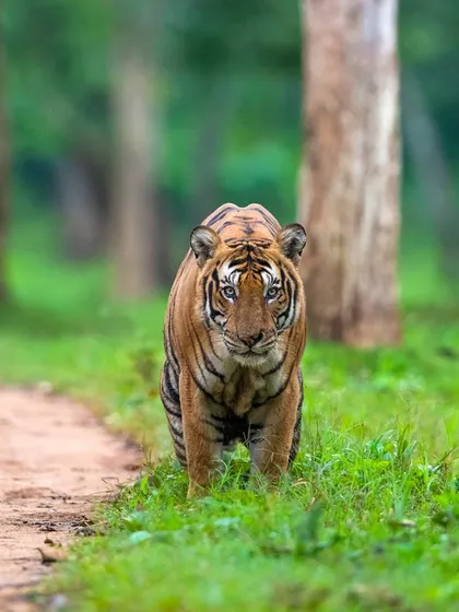 The determined gaze of the Nayanjikatte Male. His story is one of both power and vulnerability, a complex narrative that I share with guests to deepen their understanding of tiger life.
