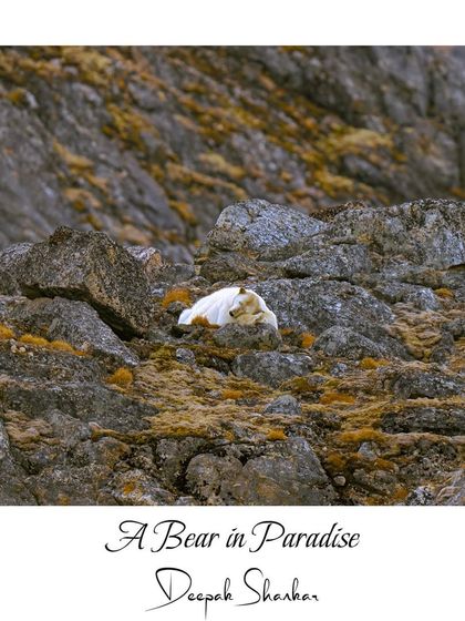 A Bear in Paradise. This titled print captures a rare, tranquil moment from the wild, a testament to the beauty that can be found in the stillness.