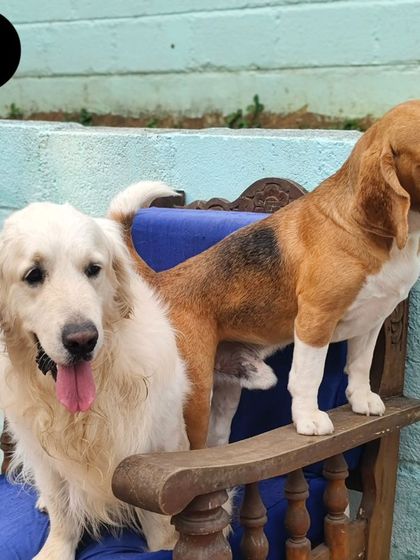 Bolt the Golden Retriever and his Beagle friend, always sticking together.