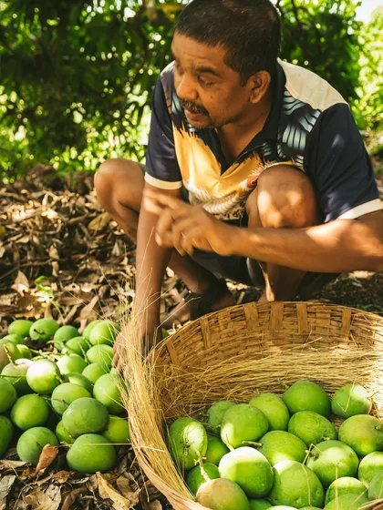 A farmer carefully sorts his harvest of raw mangoes. This image tells a story of hard work, dedication, and the connection between the farmer and his crop.