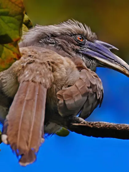 An Indian Grey Hornbill sits partially hidden by leaves on a branch. The composition gives a sense of discovering the bird in its dense habitat.