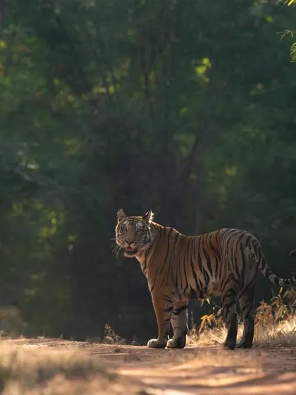 The tigress Dotty and one of her daughters on a winter afternoon in Bandhavgarh a couple of years ago.