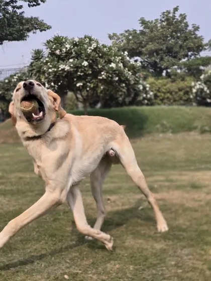 The moment of the catch. This Labrador shows incredible athleticism and joy. Capturing moments like these reminds me why I love what I do.