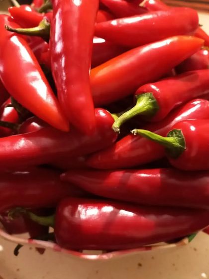 The first step for my Red Chilli Pickle is selecting the best chillies. I use fresh, firm, and brightly coloured red chillies for the best flavour and heat.