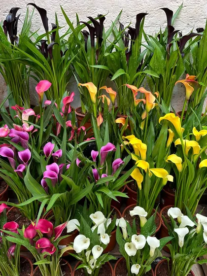 A beautiful collection of Calla Lilies in a rainbow of colors, from deep black and purple to sunny yellow and pure white. Their elegant, trumpet-shaped flowers are a symbol of sophistication.