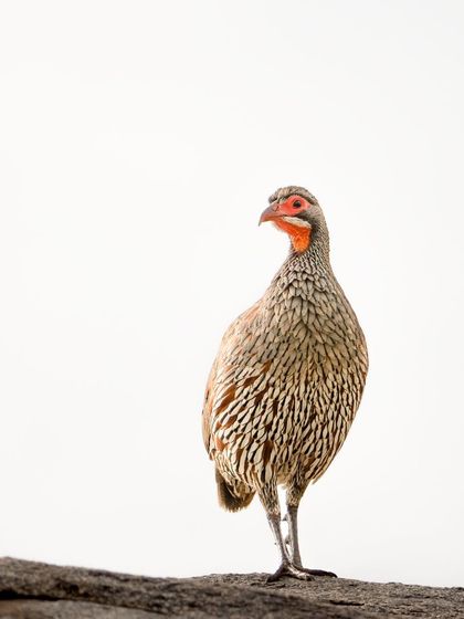 The intricate patterns on this Grey Breasted Spur-Fowl are a work of art. It’s another example of the overlooked beauty that can be found everywhere in nature.