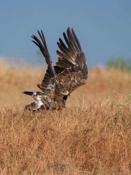 A Steppe Eagle stretching its wings, showing off its impressive wingspan.