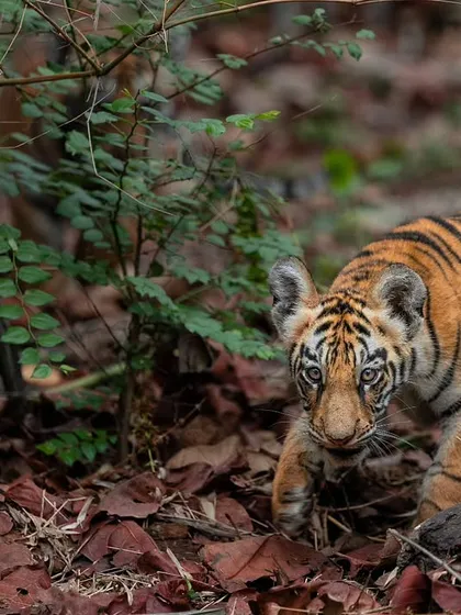 A young cub of Choti Tara in Tadoba, cautiously exploring the world on a bed of dry leaves.