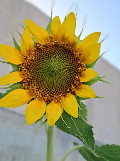 Bhardwaj - Urban Gardening Consultation A Riot of Colorful Flowers photo 226