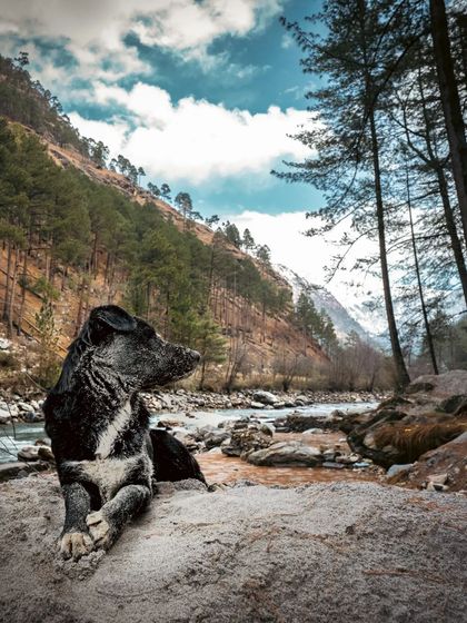This sandy-faced dog looks out over a mountain river, a true adventurer. Outdoor photography tells a story of exploration and freedom, capturing pets in breathtaking landscapes.