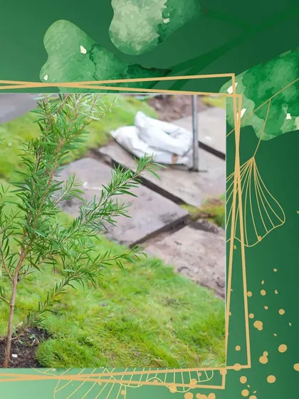 A graphic highlighting a detail from a project, showing a newly planted tree next to a stone pathway.