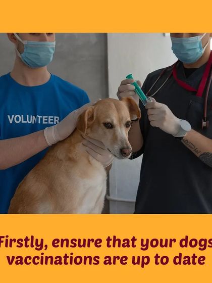 Tail It Easy - Mobile Pet Grooming Pet Parent Pro-Tips photo 3