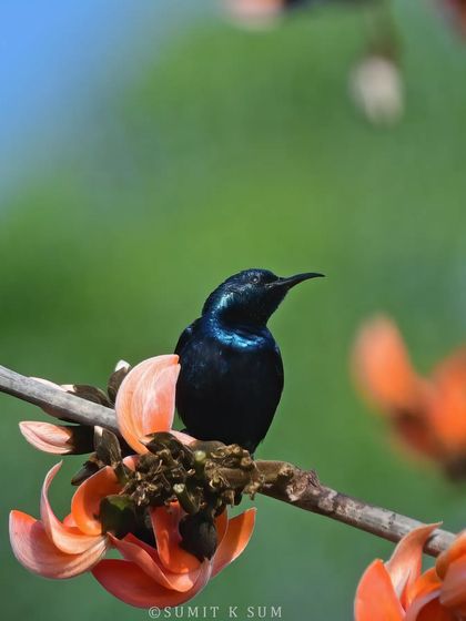 A male Purple Sunbird perched among Palash flowers. The metallic sheen of its plumage contrasts beautifully with the flame-orange petals.