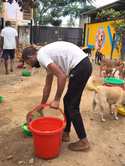 A caregiver serves a meal, surrounded by patiently waiting dogs. This bond of trust between our dogs and our team is at the heart of everything we do.