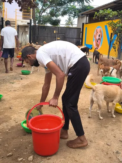 A staff member serves one of the hundreds of meals. It's a massive logistical effort, but seeing the dogs eat happily makes every moment worthwhile.
