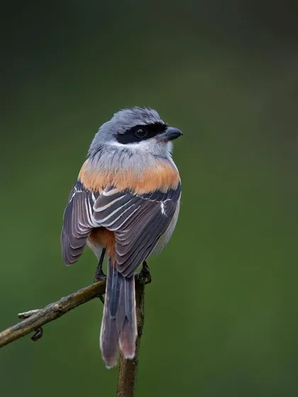 A Long-tailed Shrike, its wings and tail slightly fanned out. These birds are known for their "larders," where they impale prey on thorns.