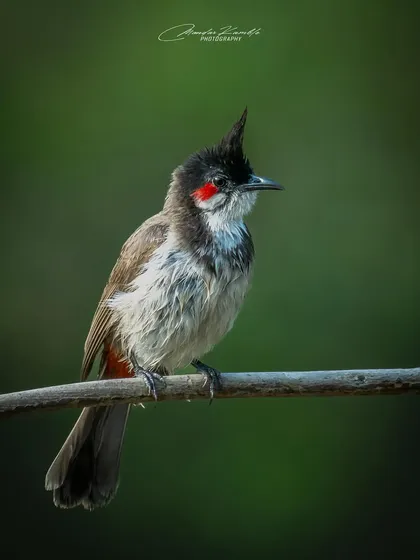 A Red-whiskered Bulbul with its feathers slightly wet, perhaps after a bath or some morning dew. The red patch on its cheek is a distinguishing feature.