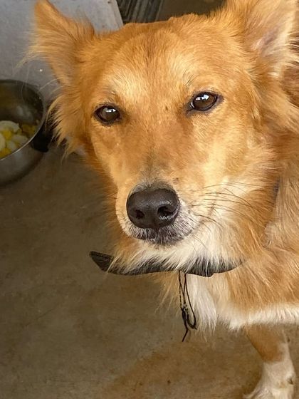 Star Pups - Pet Boarding & Daycare Additional Work & Moments photo 35