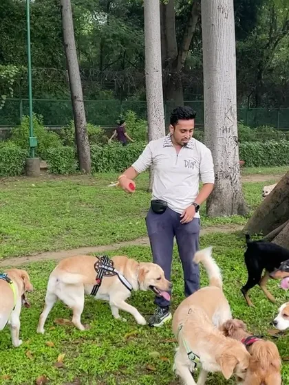 A pack of happy dogs enjoying some off-leash time under the watchful eye of their parents and our team.