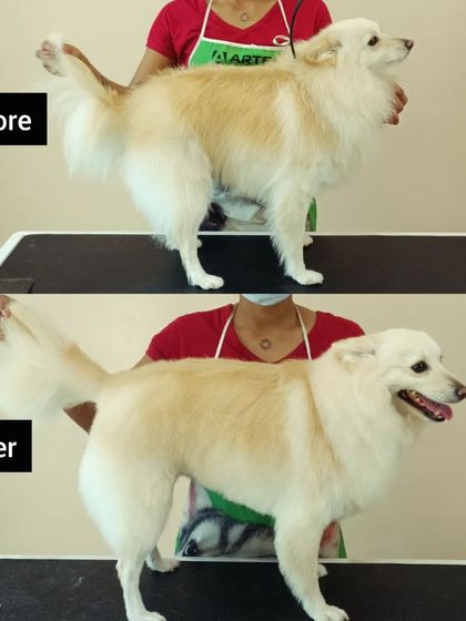 Mamppi Deb - Pet Grooming & Styling Complete Makeovers: Before & After photo 7